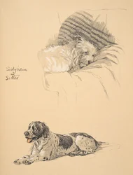 Sealyham e Setter, 1930, illustrazioni dal suo Sketch Book usato per 
